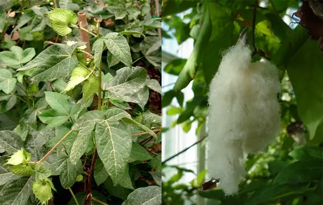 Dibujo de la planta del algodn