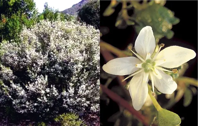 Fotografias de la barosma betulina