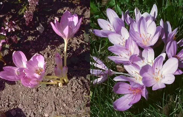 Fotografias del colquico