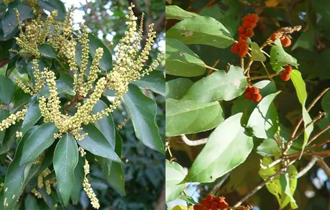 Dibujo de la Mallotus philippensis