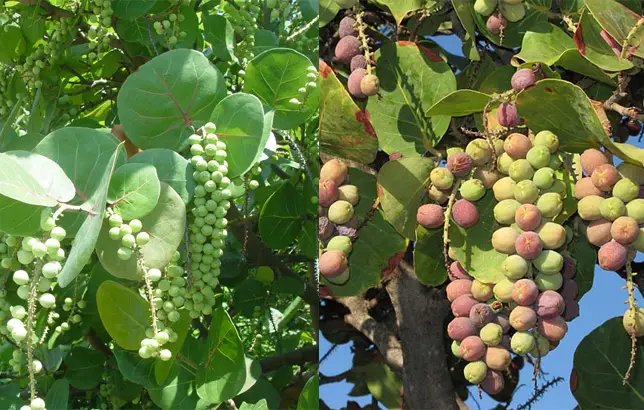 Fotografias de la Coccoloba