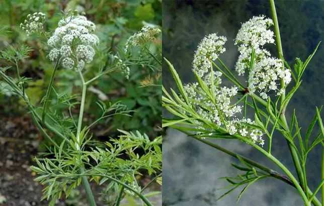 Dibuto de la cicuta virosa