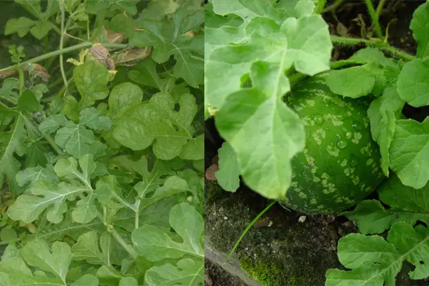 Foto de la coloquíntida