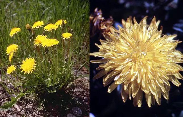 Fotografas del Diente de Len