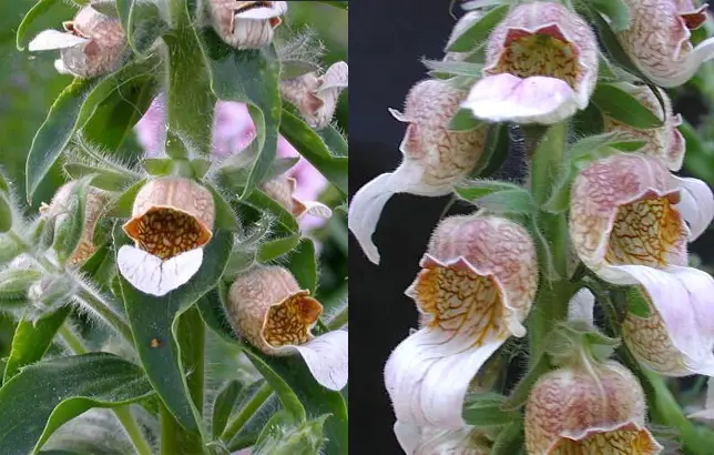 Fotografias de la digital lanata