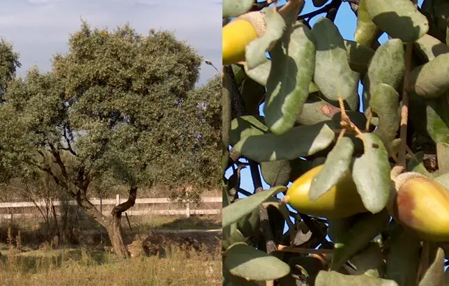 Fotografias de la encina