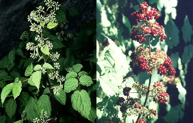 Fotografas del espicanardo americano