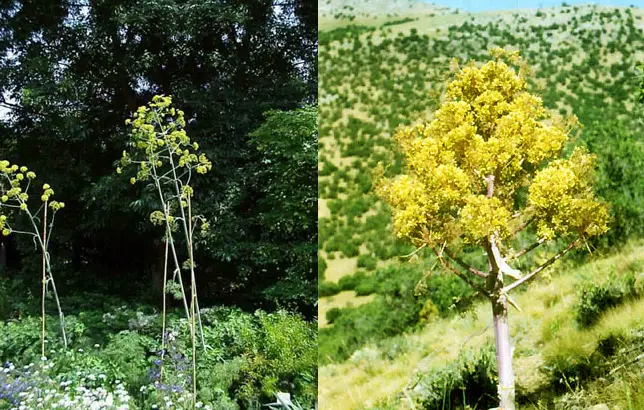 Fotografias de la Ferula