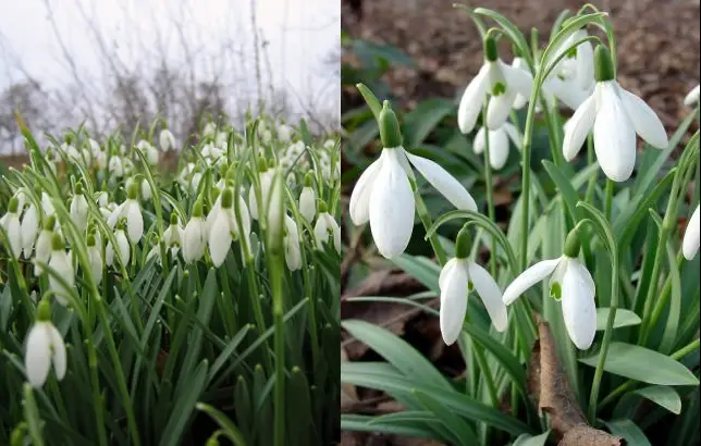 Galanthus nivalis