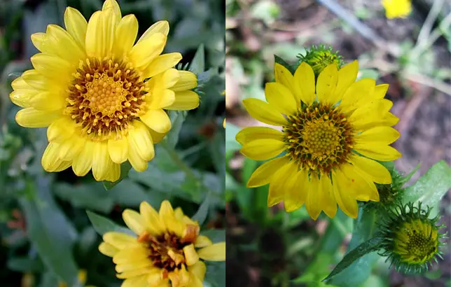 Grindelia robusta