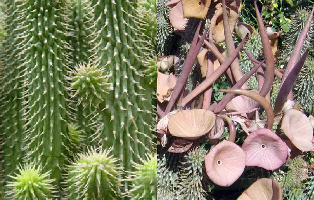 Fotografias de la Hoodia