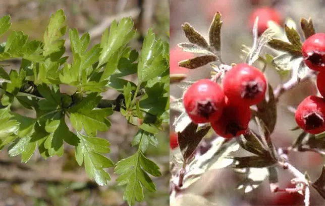 Fotografas del Crataegus laevigata