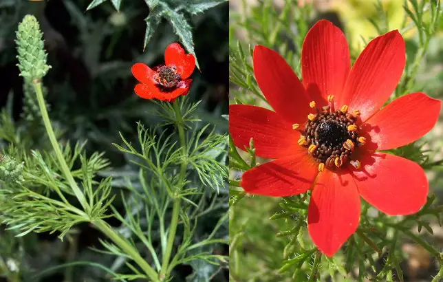 Fotografas del Adonis annua