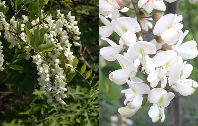 Fotos de la Robinia