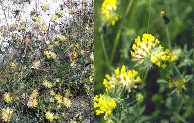 Fotografias de la vulneraria