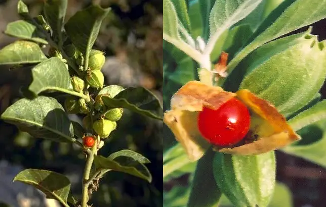 Fotografias de la Whitania