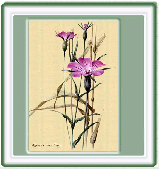 Dibujo de la Amaryllis-belladonna