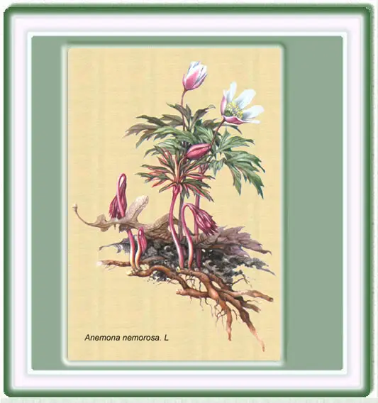 Dibujo de la anmona de los bosques
