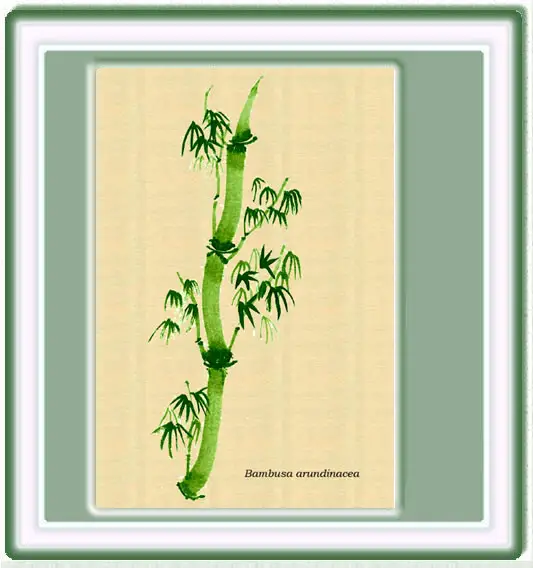 Dibujo del bamb