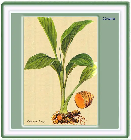 Dibujo de la cúrcuma