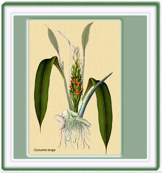 Dibujo de herbario de la cúrcuma