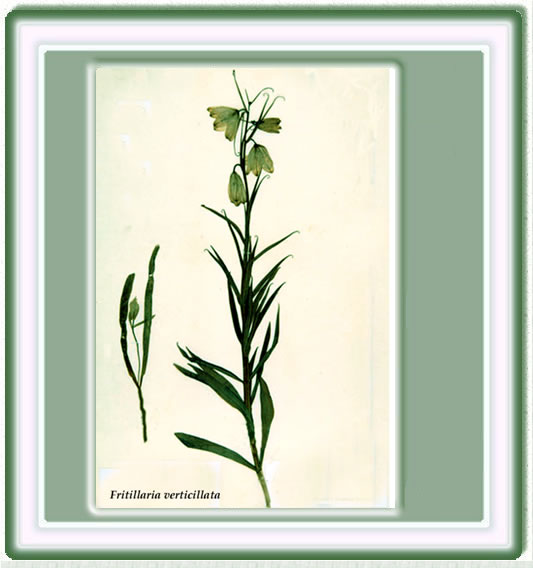 Dibujo de la Fritillaria