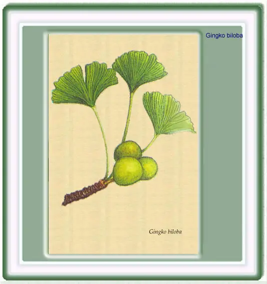 Dibujo del Gingko Biloba