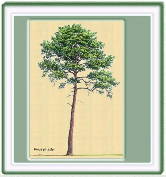 Pinus pinaster