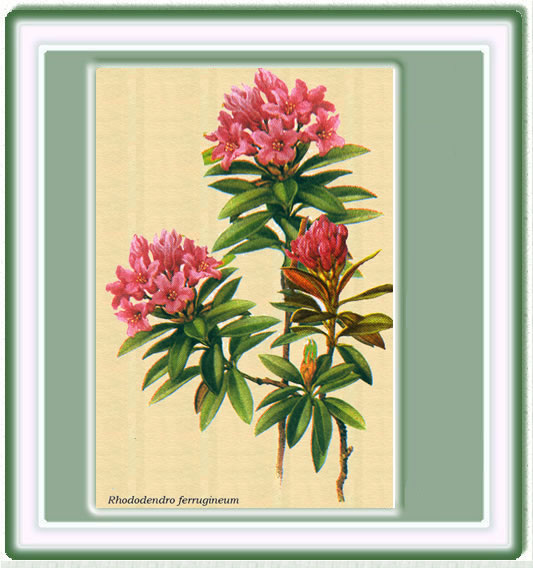 Dibujo del Rododendro