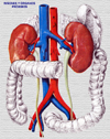 Relaciones del riñón con otros órganos
