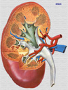anatomía del riñón