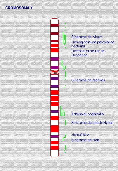 Mapa del cromosoma X