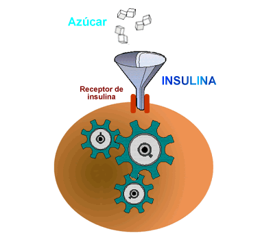 Cada clula de nuestro cuerpo necesita azcar para energa. La insulina ayuda al azcar de entrar en las clulas.