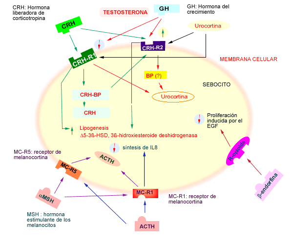 Mecanismo de la patologa del acn