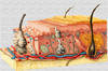 Anatomía de la piel