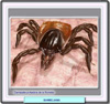 Garrapata del género Ixodes