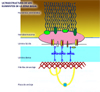 Ultraestructura de las areas en las que se desarrolla la epidermolisis