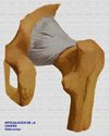 Articulacion de la cadera. Vista dorsal
