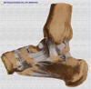 Ligamentos de pie