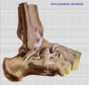 Ligamentos del pie