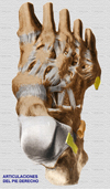 Ligamentos dorsales
