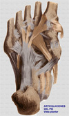 Ligamentos plantares