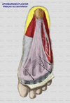 Aponeurosis plantar