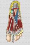 musculo cuadrado plantar