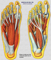 Musculos plantares