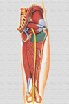 Cuadrado femoral