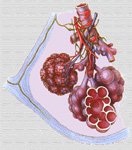 Alvéolo pulmonar