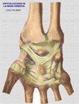 Articulaciiones de la mano