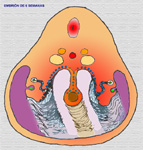 Embrin de 6 semanas