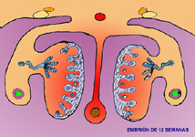 Embrin de 12 semanas